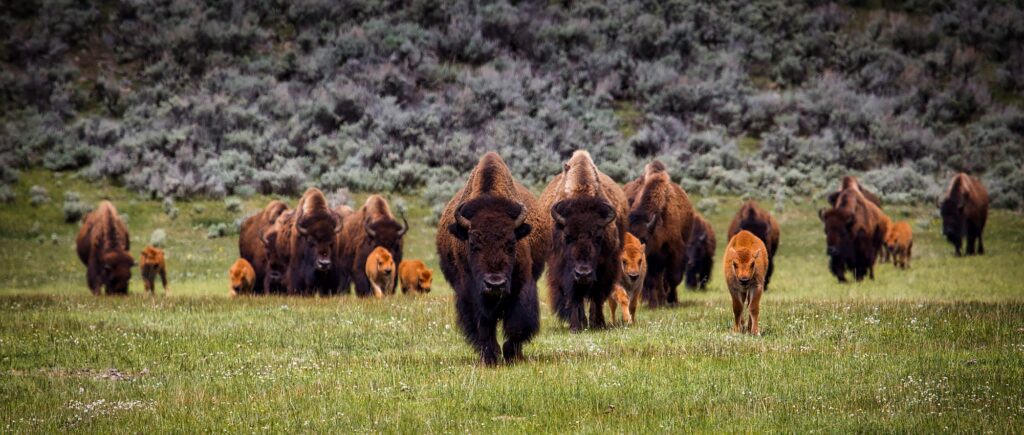 Sacred Earth Council, Bison